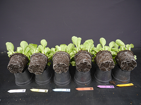 Gartenerde wird u.a. zur Anzucht von Jungpflanzen benötigt. (Bildquelle: Gramoflor)