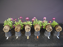 Wurzelentwicklung bei Substraten mit variierendem Gehalt an Torfersatzstoff (TES) aus Gärrest