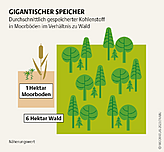 Kohlenstoffspeicher Moor vs. Wald